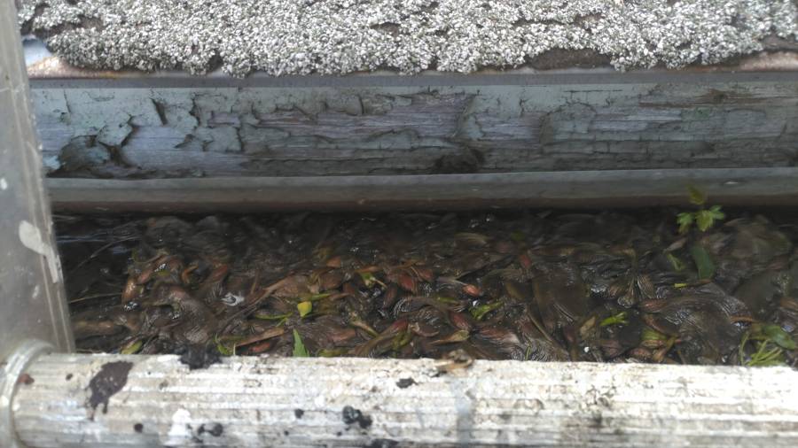 P_20190527_182351_vHDR_Auto