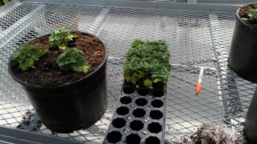 P_20190620_154955_vHDR_On