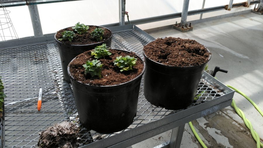 P_20190620_154959_vHDR_On